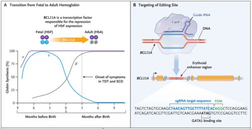 CRISPR基因编辑最新